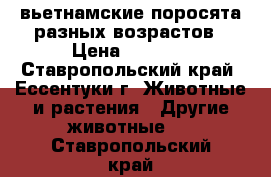 вьетнамские поросята разных возрастов › Цена ­ 2 500 - Ставропольский край, Ессентуки г. Животные и растения » Другие животные   . Ставропольский край